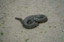 Peliad毒蛇
