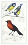 Ilustração de arte vintage de pássaros