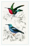 Ilustración de arte vintage de aves