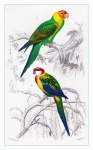 Ptáci vinobraní umění ilustrace