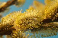 Fiore di salice giallo primavera