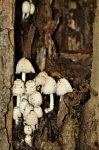 Bílé houby rostoucí na stromě