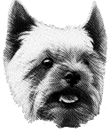 Yorkshire Terrier graverad