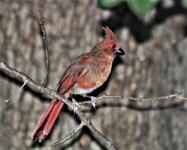 Tânăr Cardinal Bird