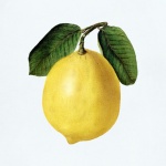 Illustration d'art vintage citron