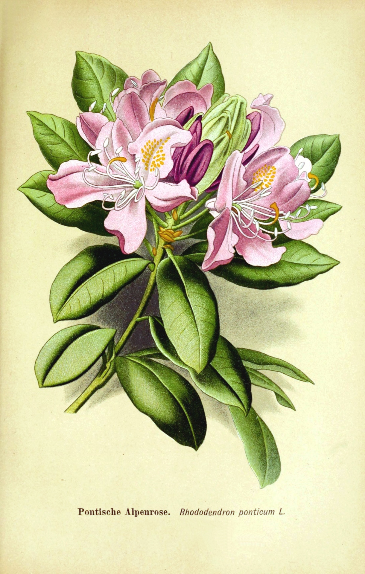 Flower Pink Vintage Art Free Stock Photo - Public Domain Pictures
