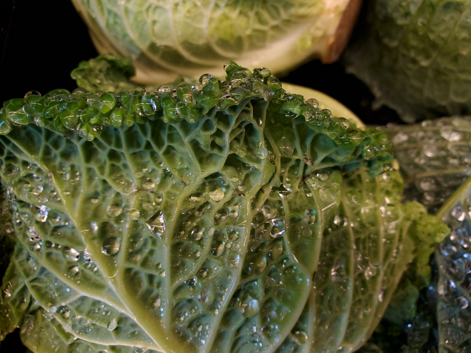 蔬菜植物背景图片-蔬菜植物背景素材下载-觅知网