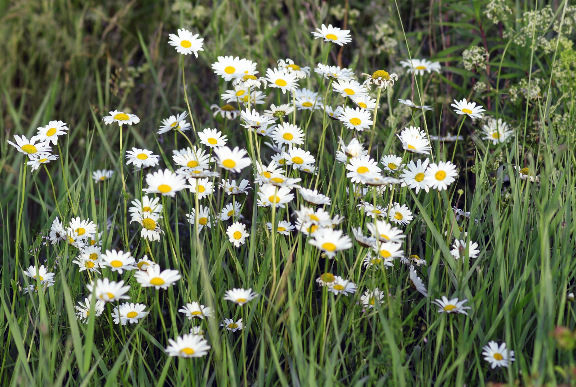 Chamomile Flowers Blossoms Field Free Stock Photo Public Domain Pictures