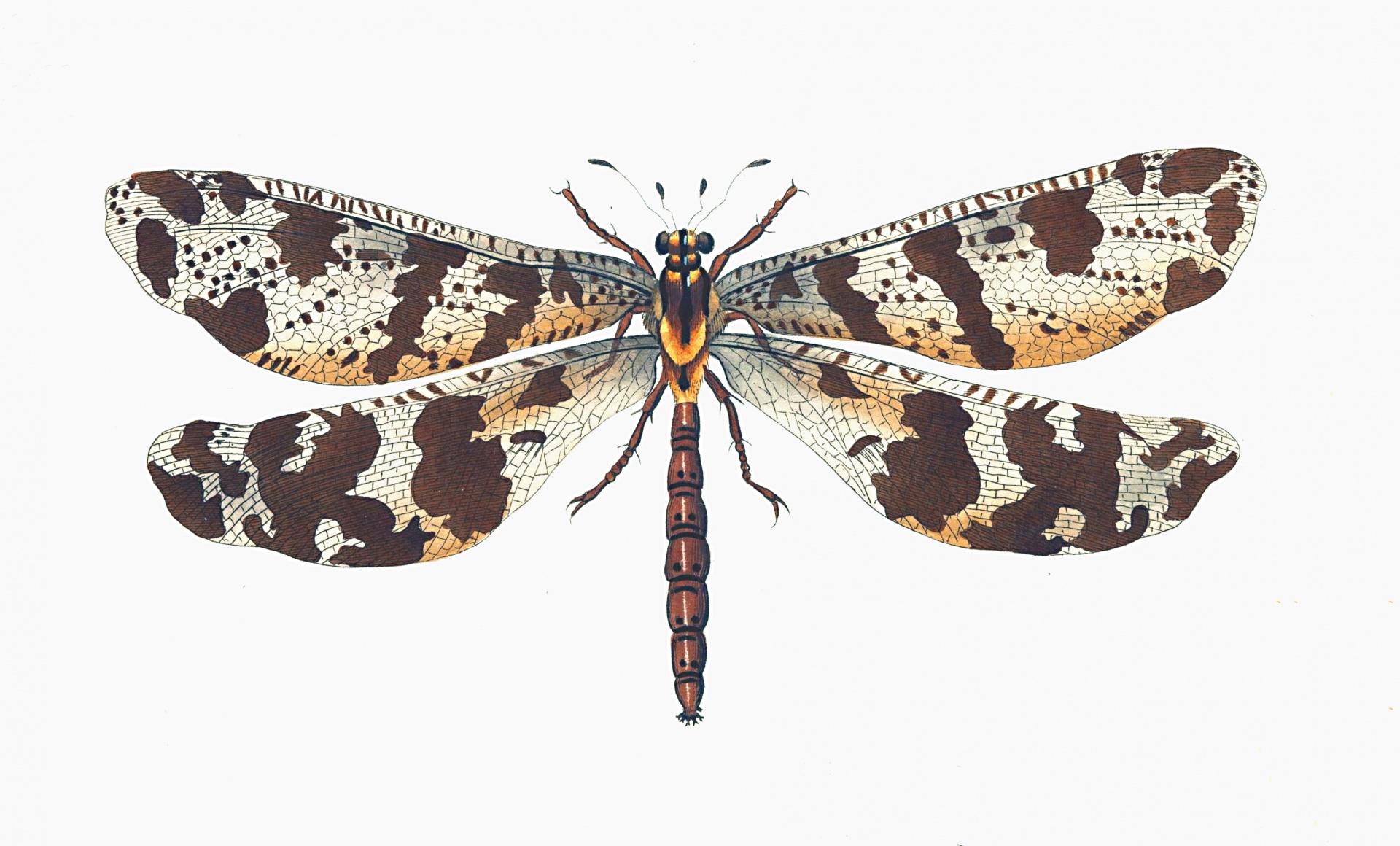 Dragonfly brun vintage konst