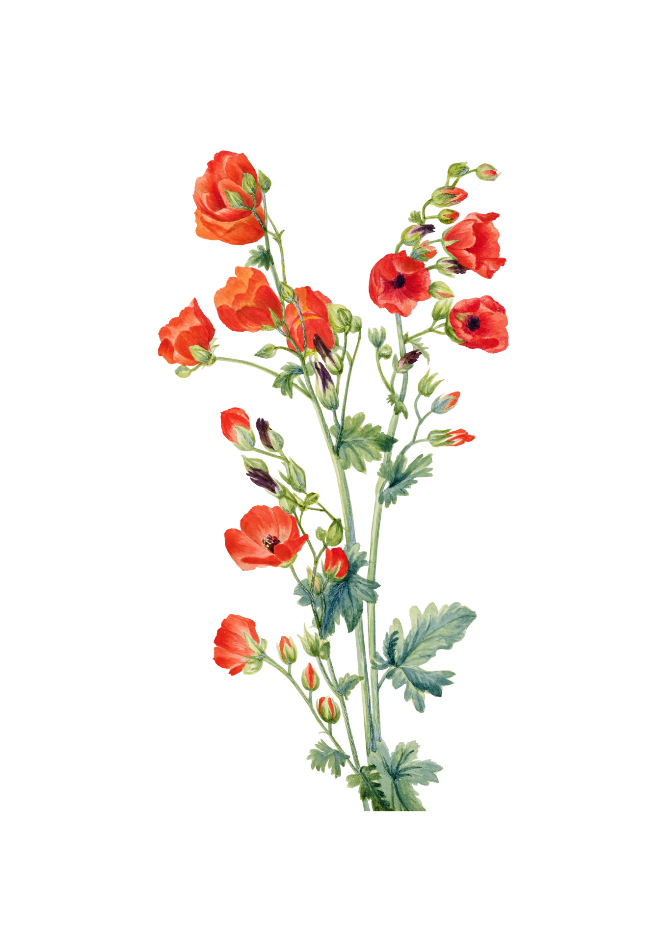 Poppy Flowers Vintage Art