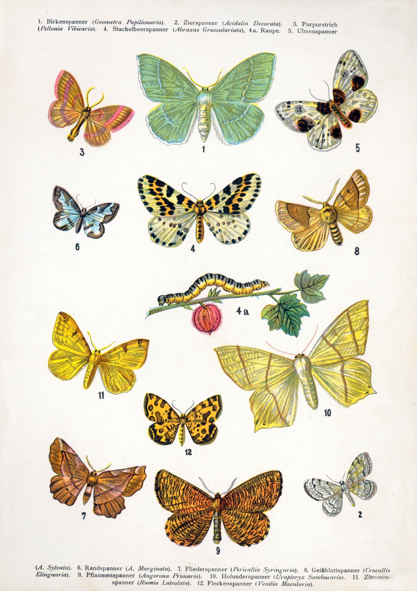 Butterflies Vintage Art Old Free Stock Photo - Public Domain Pictures