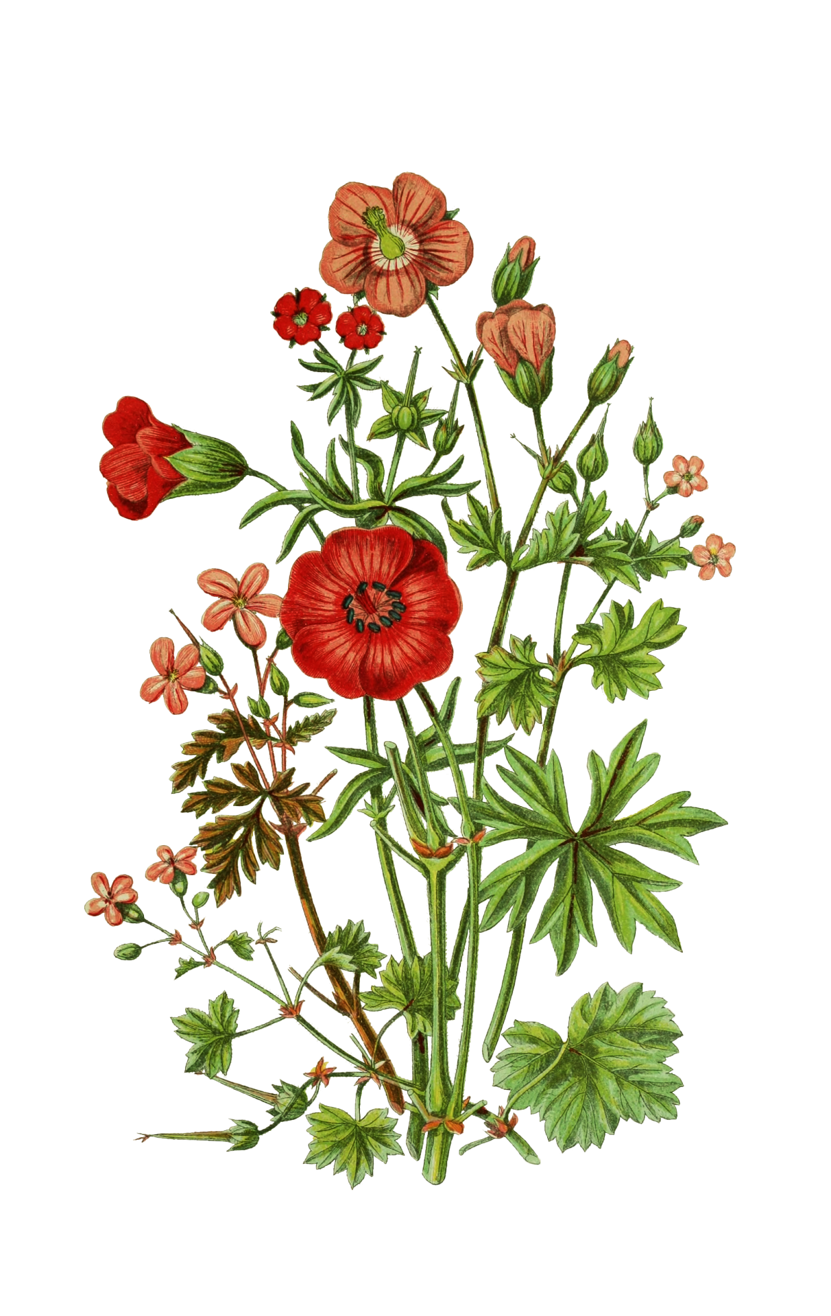 Arte botânica vintage com flores silvest