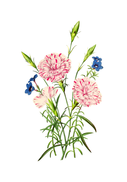 Clipart Flower Vintage Art Free Stock Photo - Public Domain Pictures