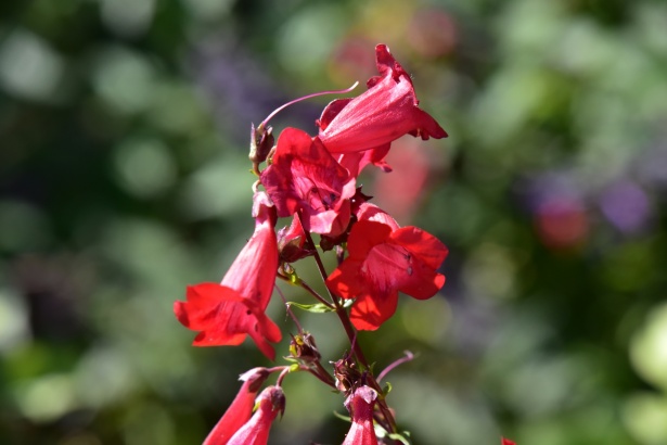Flores de trompeta roja Stock de Foto gratis - Public Domain Pictures