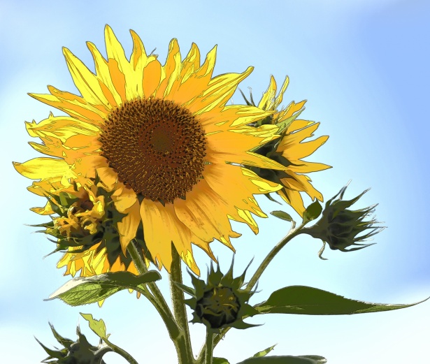 Painted Cartoon Sunflower Free Stock Photo - Public Domain Pictures