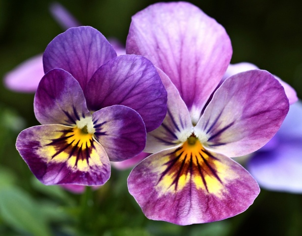 Flor violeta cachonda del pensamiento Stock de Foto gratis - Public Domain  Pictures