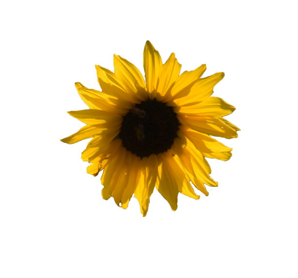 Sunflower Background Free Stock Photo - Public Domain Pictures