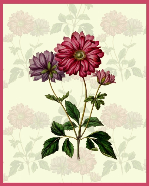 Vintage Flower Anemone Card Free Stock Photo - Public Domain Pictures