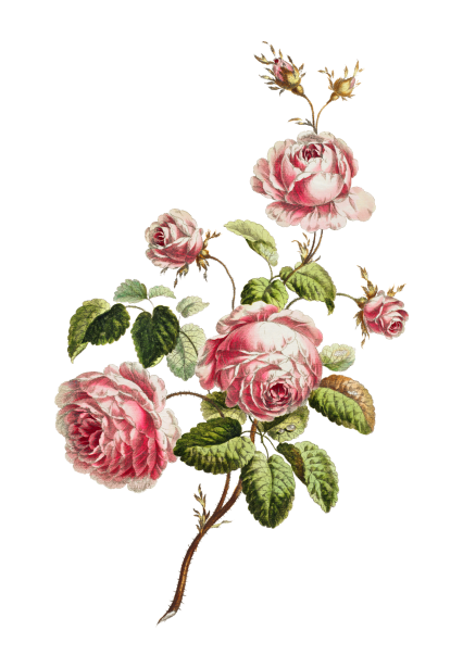 Vintage Rose Art Clipart Free Stock Photo - Public Domain Pictures