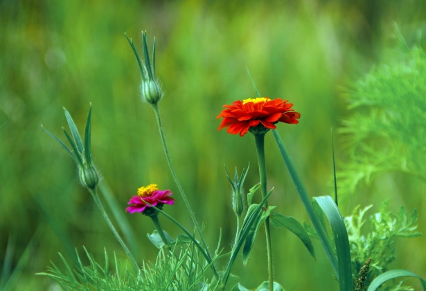 Дикие луговые цветы цветущие полевые цве Бесплатная фотография - Public  Domain Pictures