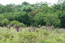 Az éber zebra csoportja
