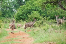 Un gruppo di kudu tra i cespugli verdi