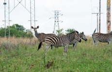 Zebra és kudu antilop csoport