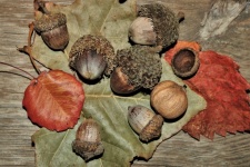 Ghinde și frunze de toamnă 2