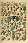 Adolphe Millot Früchte