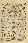 Adolphe Philippe Millot Insekten