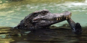 Zdjęcie gada krokodyla aligatora