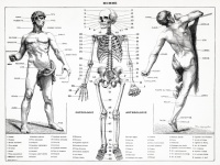 Anatomie Mensch Medizin alt