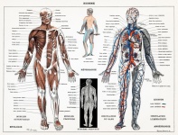 Анатомия человека медицина старый