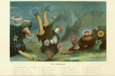 Art vintage de corail d'anémone