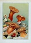 Art vintage de corail d'anémone