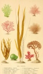 Anemone koralowa sztuka w stylu vintage
