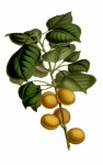 Albicocca Frutta Vintage Art