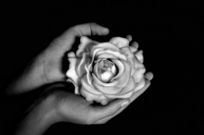 Artificial Flowers, Rose, Hands