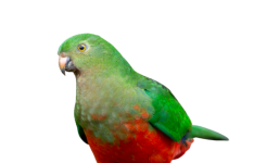 Australian female King Parrot