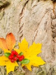 Podzimní bobule a listy
