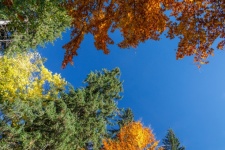 Autumn Trees Canopy