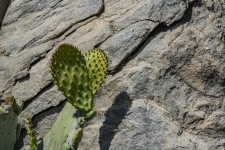 Cactus de coadă de castor