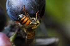 Bee Sitting On A Ripe Grape Kernel