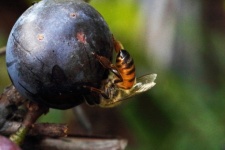Bee sucking juice from ripe grape