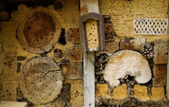 Bienen Bienenhaus Naturschutz