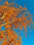 Birch Tree In Autumn