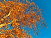 Berkenboom in de herfst