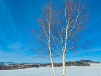 Birch Trees In Winter