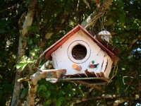 Casa de passarinho