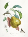 Sztuka w stylu vintage z owocami gruszki